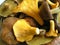 Allsorts Mushrooms