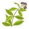 Allspice Plant Colored Detailed Illustration