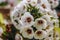 Alluring Alyssum  Could the meaning of a name, in the language of flowers, be more incredible than that of sweet alyssum, meaning