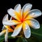 Alluring Plumeria: A Fragrant Sensation from a Paradise Dream