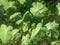 An alluring seasonal snapshot of fresh broad green leaves of taro vegetable roots