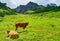 Alm with green meadow and brown spotted cows with bells in front of the panorama of the mighty massif of the Limestone Alps