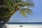 Ð alm tree and a lonely sunbed on a sandy beach by the sea in the tropics
