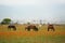 Almaty, Kazakhstan - 05.20.2021 : Horses graze in a poppy field against the backdrop of an urban environment