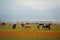 Almaty, Kazakhstan - 05.20.2021 : Horses graze in a poppy field against the backdrop of an urban environment