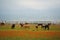 Almaty, Kazakhstan - 05.20.2021 : Horses graze in a poppy field against the backdrop of an urban environment