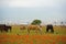 Almaty, Kazakhstan - 05.20.2021 : Horses graze in a poppy field against the backdrop of an urban environment