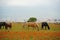 Almaty, Kazakhstan - 05.20.2021 : Horses graze in a poppy field against the backdrop of an urban environment