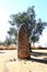 Almendres Menhir near Evora, Portugal