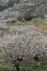 Almendros en flor  Spain