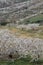 Almendros en flor  Spain