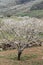 Almendros en flor  Spain