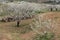 Almendros en flor  Spain