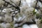 Almendros en flor  Spain