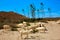 Almeria Goats in Cabo de Gata