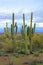 Almighty Saguaro, Arizona Desert