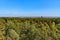 Almindingen forest seen from Kongemindet royal memorial tower on Rytterknaegten, Denmark