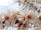 Almond almods tree flower background srping