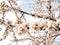 Almond almods tree flower background srping