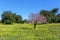 Almond blooming garden in Portugal.