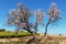 Almond blooming garden in Portugal.