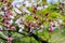 Almond blooming tree