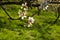 Almond blooms