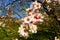 Almond blooms