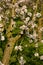 Almond blooms