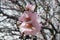 Almond blooms in the garden with pink flowers