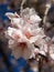 Almond blossom in the Algarve - Portugal