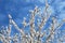 Almond blossom on blue sky