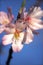 Almond blossom flower