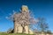 Almond blossom in front of the Wachtenburg