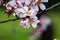 Almond blossom. Macro photo. Colored petals.