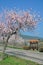 Almond blossom in Palatinate,Germany