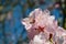 Almond Blossom (Prunus dulcis) during spring intree close-up