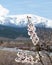 Almond blossom in the Sierra Nevada