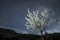 Almond blossom on a starry spring night, with a circumpolar and some trails of clouds, night photography