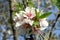 Almond blossom on the tree spring