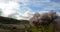 Almond blossom in the the valley above