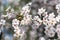 Almond blossoms. Almond tree full of white flowers on its branches close to spring in El Retiro park in Madrid