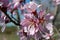 Almond blossoms, bees, bugs and spring
