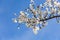 Almond Blossoms early spring white flowers with a blue sky background. Concept for Spring