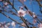Almond blossoms in the foreground with a blue sky in the background