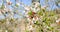 Almond blossoms on a sunny day. Prunus dulcis. Arab almond tree. Detail of flowering in spring in Spain.