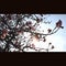 Almond blossum at the tree with a blue sky