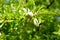 Almond branch with two young unopened fruits.