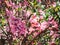 Almond bush in pink bloom, many small flowers on a branch