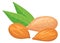 Almond cartoon icon. Cartoon superfood. Vegan food